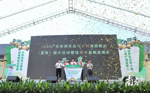 連州水晶梨采摘季正式開啟。梁素雅 攝