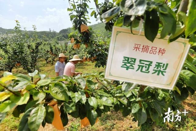 走進(jìn)果場(chǎng)采摘水晶梨。梁素雅 攝