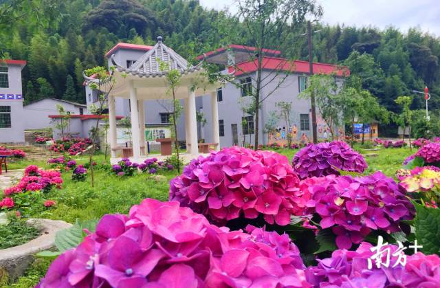 繡球花開。張萍 攝