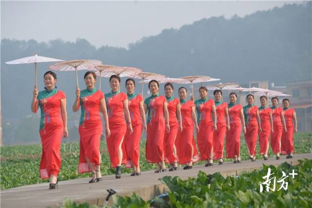 菜心旗袍秀。張曉欣 攝