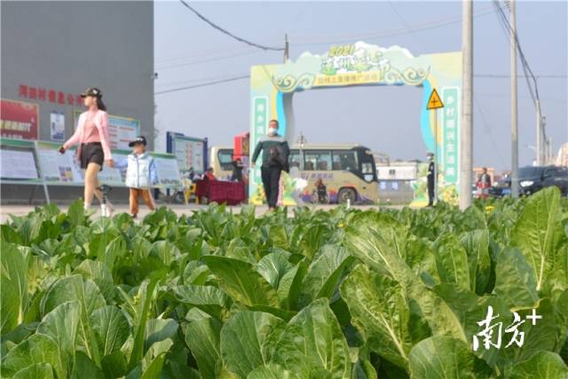 10日，2021連州菜心節(jié)暨線上直播推廣活動在西岸鎮(zhèn)河田村開幕。張曉欣 攝