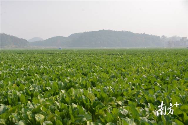 河田蔬菜基地內(nèi)，連片千畝菜心長勢喜人。張曉欣 攝