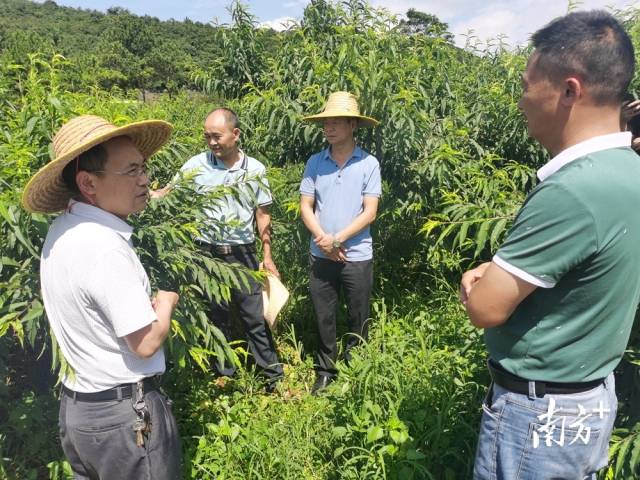 九陂鎮(zhèn)農業(yè)綜合服務中心主任、農藝師成忠雄提出水果災后管理意見。