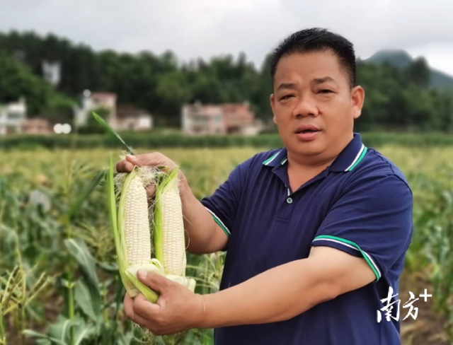 四聯(lián)村試點(diǎn)種植水果玉米，走特色產(chǎn)業(yè)發(fā)展道路。