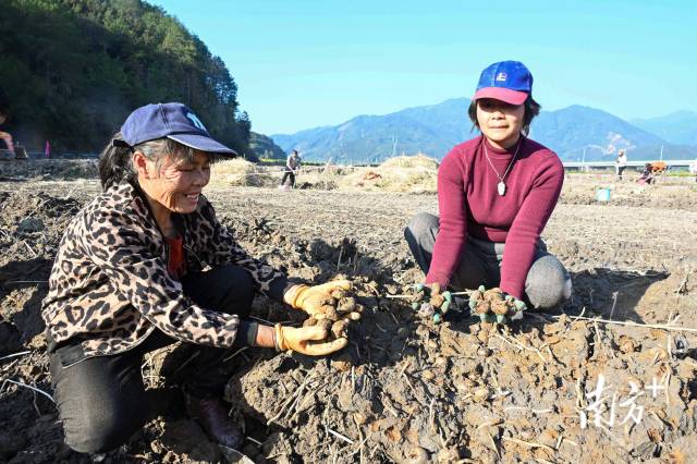 朱崗村水美塘馬蹄種植基地里，村民在采挖馬蹄。張曉欣 攝