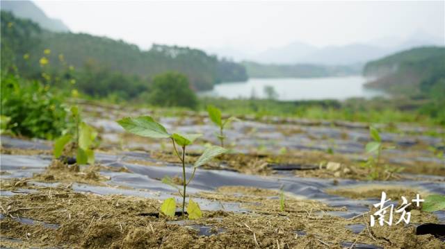 迎風(fēng)搖曳、綠意盎然的五指毛桃種苗。