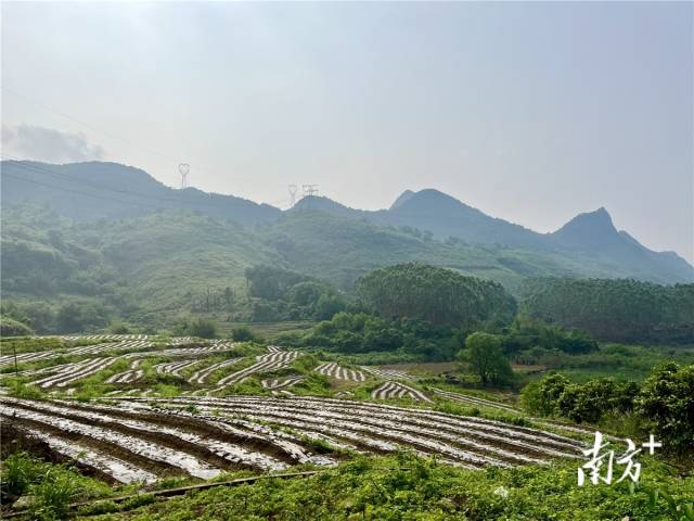 九陂鎮(zhèn)高相村打造的中藥材種植基地。