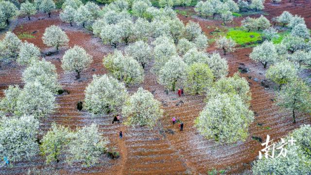 連州梨花。丘貴星 攝