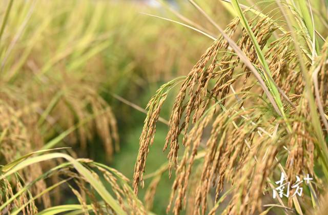 保安鎮(zhèn)建成800畝富硒絲苗米基地和1100畝富硒香芋種植區(qū)，帶動村民增收。黃津 攝