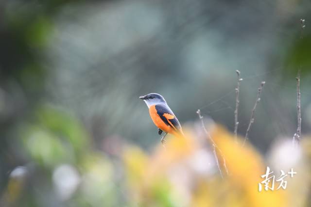 灰喉山椒鳥。伍國儀 攝