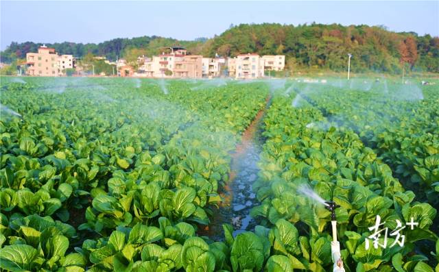 水肥一體化，讓基地每年節(jié)約成本約200萬(wàn)元。黃津 攝