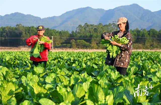 連州菜心。黃津 攝