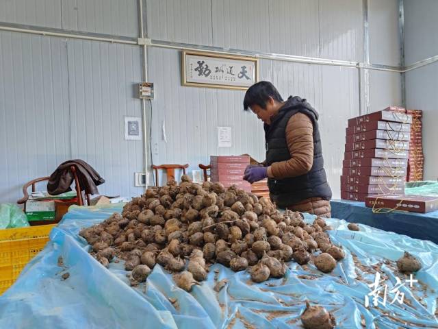 大富頭馬蹄獲評“嶺南生態(tài)氣候優(yōu)品”。