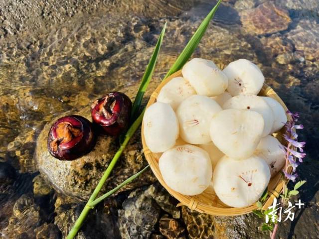 清甜無渣的大富頭村馬蹄。