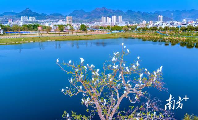 鳥類是“藍天精靈”，愛鳥護鳥，人人有責。羅敏 攝