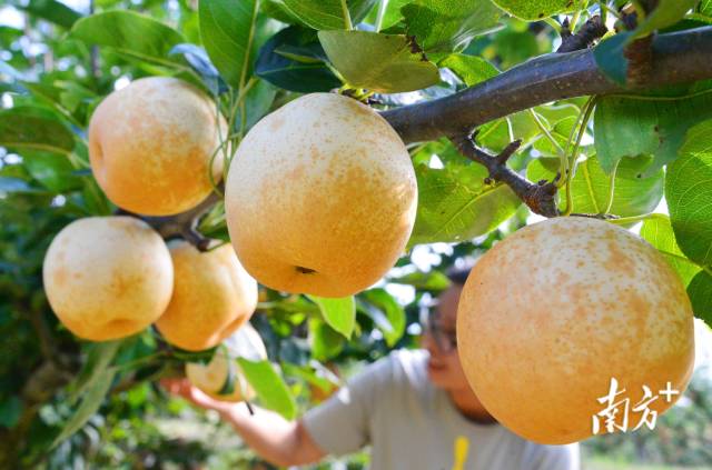 九陂鎮(zhèn)“花果經(jīng)濟(jì)”成效喜人。黃津 攝