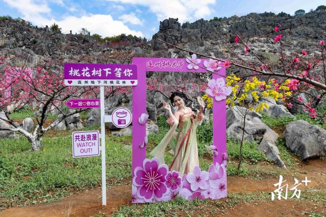 連州正以滿山桃色，向八方游客發(fā)出春日邀請。愛地旅游 供圖