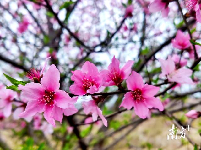 連州桃花花開正艷。黃瀅 攝