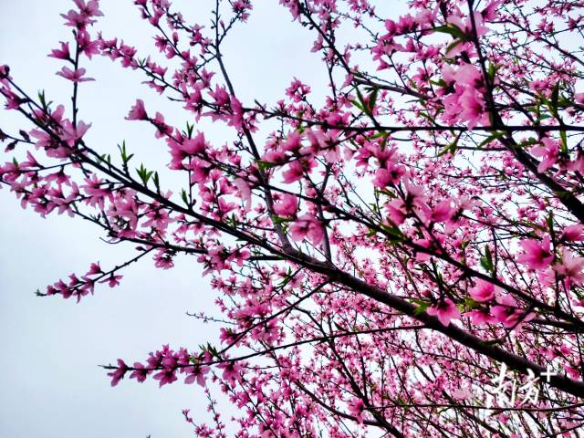 連片的桃花綴滿枝頭，成為連州鄉(xiāng)村最動(dòng)人的底色。黃瀅 攝