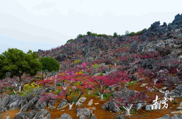 東陂鎮(zhèn)大洞村石林桃花園內(nèi)層層疊疊的桃花。愛地旅游 供圖
