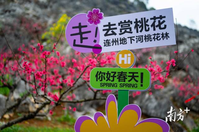 眼下正值連州桃花最佳觀賞期。愛地旅游 供圖